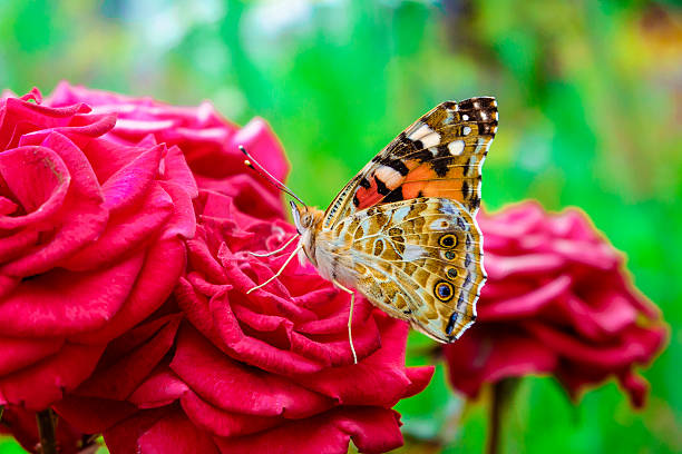 bella farfalla  - insect animal eye flower flower head foto e immagini stock