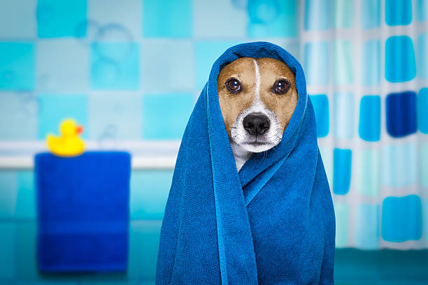 istock dog in shower  or wellness spa 628111246