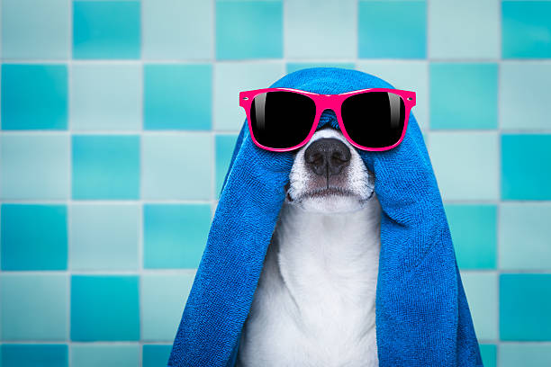 istock dog in shower  or wellness spa 628111310