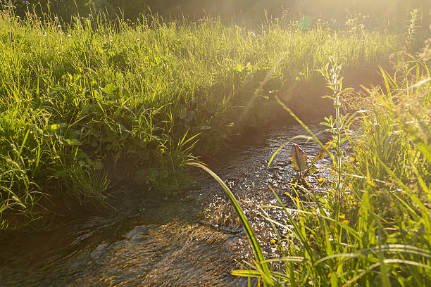 лесной поток и плотная зеленая растительность на закате - europe sunlight river sun стоковые фото и изображения