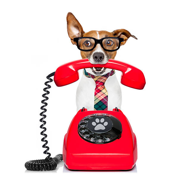 istock dog on the phone 628111418