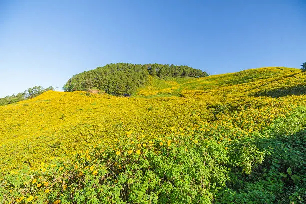 Photo of Mexican sunflower field, Thung Bua Tong,  Mae Hong Son, Thailand.