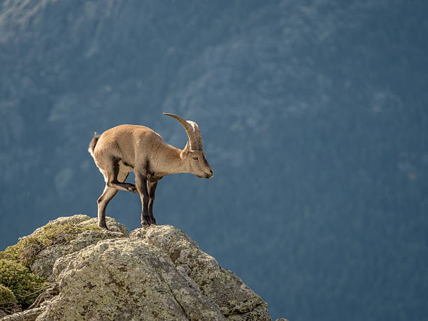 istock Alpine ibex male scratching himself on the mountain 628117798