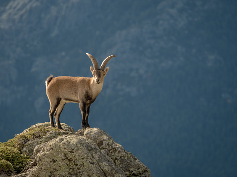 Alpine ibex (Capra pyrenaica) male on the top of the mountain in Guadarrama mountain range (Madrid, Spain)