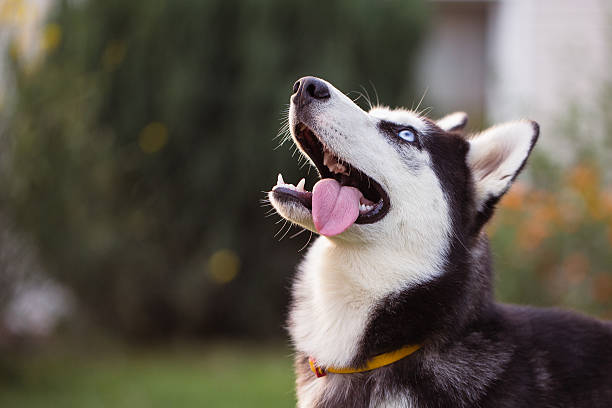 istock Siberian Husky. The Siberian Husky rests on the grass. 628120036