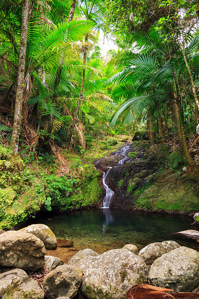 Cascade jungle Beautiful small cascade in the Puerto Rican Jungle found during an adventurous hike in the rainforest el yunque rainforest stock pictures, royalty-free photos & images