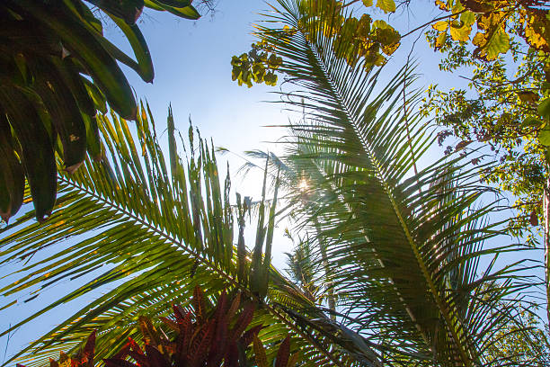 istock Sky of the tropics 628120720