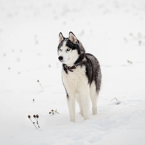 istock Portrait of Siberian Husky 628121974