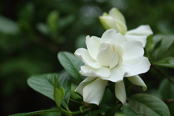 weiße gardenia blume - gardenie stock-fotos und bilder