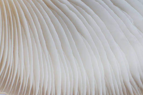 istock abstract background macro of Sajor-caju Mushroom 628122360