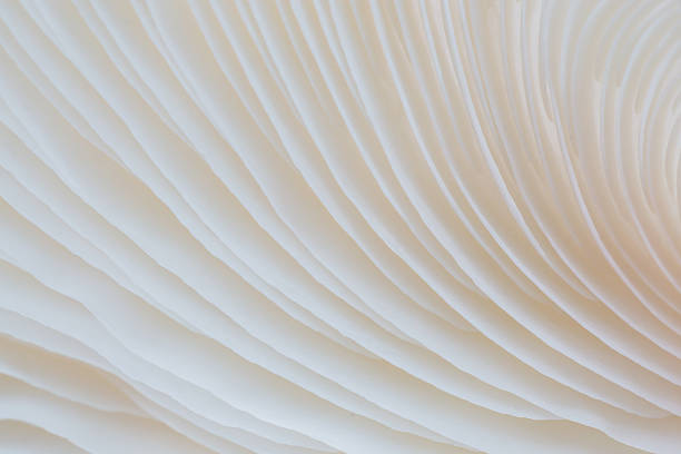 istock abstract background macro of Sajor-caju Mushroom 628122598