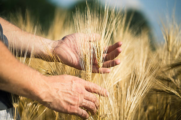 istock Man's hand holding barley. Agriculture. Sunset. 628122708