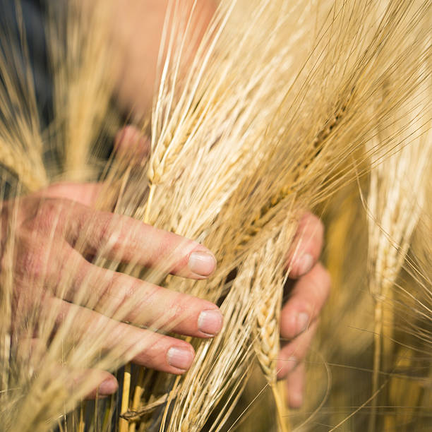 istock Man's hand holding barley. Agriculture. Sunset. 628124332