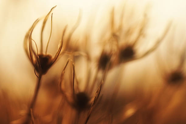 istock Macro Abstract blurry nature, Defocused Meadow Salsify 628124602