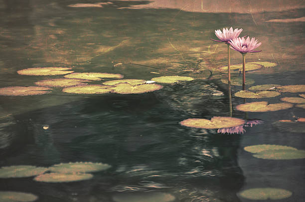 istock Digital art, paint effect, Pink water lily, garden pond 628124682