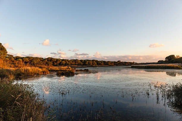 istock Lagoon, Pine forest of San Vitale, Italy 628124984
