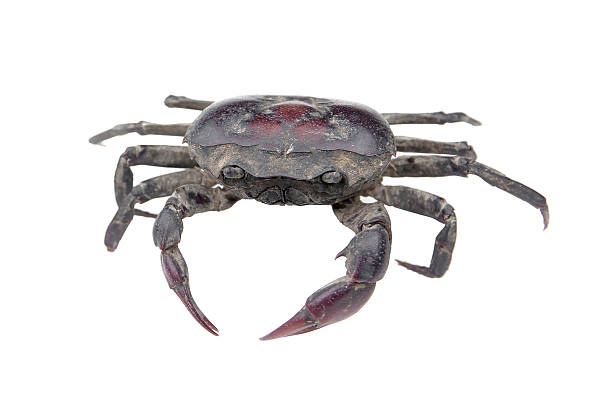 istock Freshwater crab isolated on white background.Thailand freshwater crab 628132852