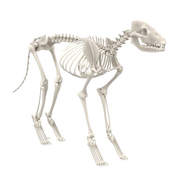 dog skeleton realistic 3d render of dog skeleton animal spine stock pictures, royalty-free photos & images