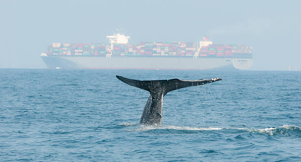 Blue whale Blue whale diving near Sri Lanka with a cargo ship in the background cetacea stock pictures, royalty-free photos & images