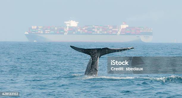 Blue Whale Stock Photo - Download Image Now - Whale, Blue Whale, Ship