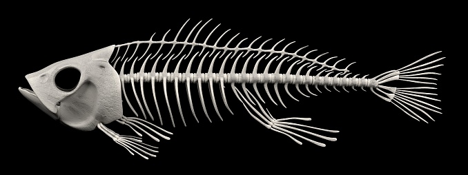 realistic 3d render of fish skeleton