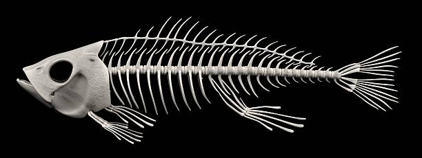 ryb szkielet  - animal skull animal bone anatomy animal zdjęcia i obrazy z banku zdjęć