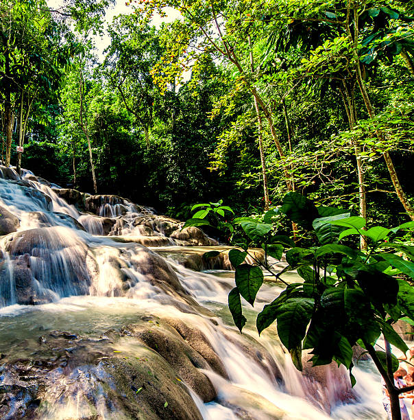 водопад данн-ривер на ямайке - waterfall tropical rainforest water jamaica стоковые фото и изображения