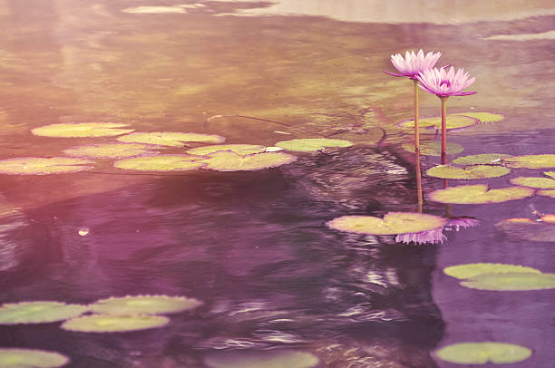 istock Digital art, paint effect, Pink water lily, garden pond 628133518