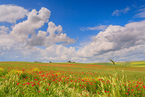 entre a apúlia e basilicata :  primavera paisagem rural. itália - drumlin imagens e fotografias de stock