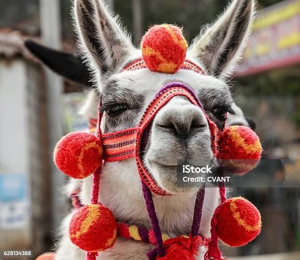 Flame Stock Photo - Download Image Now - Llama - Animal, Peru, Period Costume