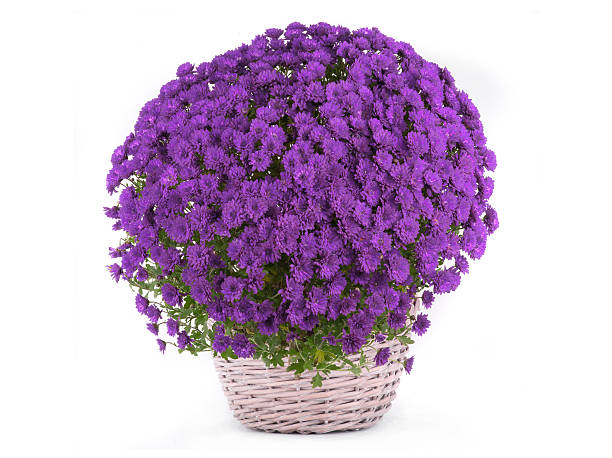 20,700+ Purple Chrysanthemum Bouquet Stock Photos, Pictures & Royalty ...