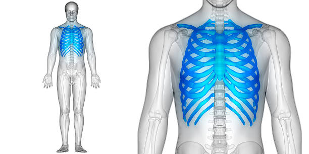 istock Human Skeleton Ribs with vertebral column Anatomy 628135156