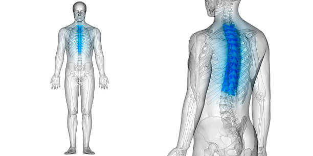 istock Spinal cord a Part of Human Skeleton Anatomy (Thoracic Vertebrae) 628135286