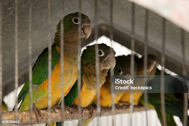 Cactus Parakeet From Brazil Stock Photo - Download Image Now - Caatinga, Parakeet, Bird