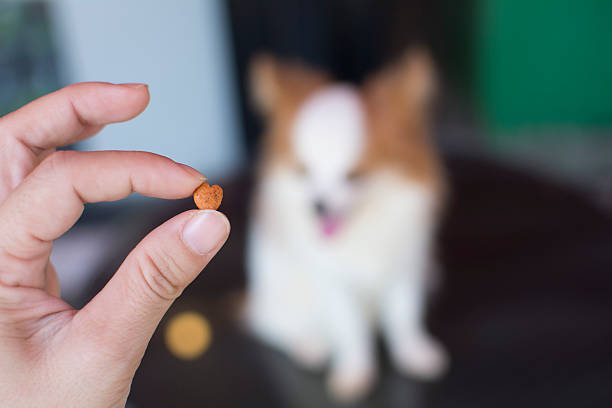 istock animal feed or dog food on hand 628135714
