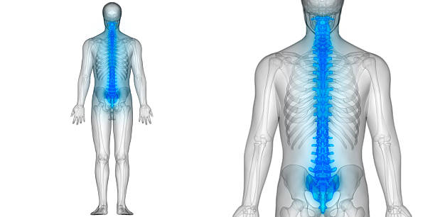 istock Spinal cord a Part of Human Skeleton Anatomy 628135720
