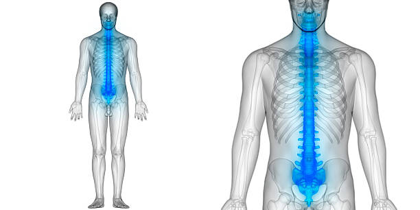 istock Spinal cord a Part of Human Skeleton Anatomy 628135790