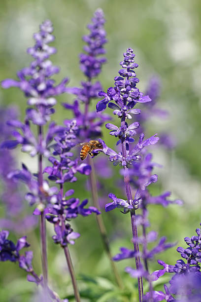 istock Blue Salvia field and bee 628135950