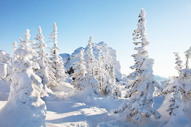 Winter landscape. Snow covered spruces Winter landscape. Snow covered spruces on Mountain range Zyuratkul, south ural stock pictures, royalty-free photos & images