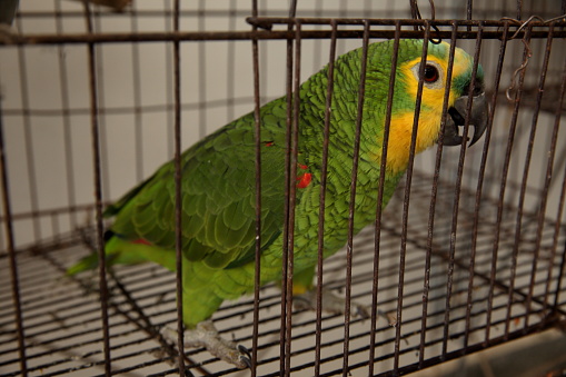 Blue amazon in the cage