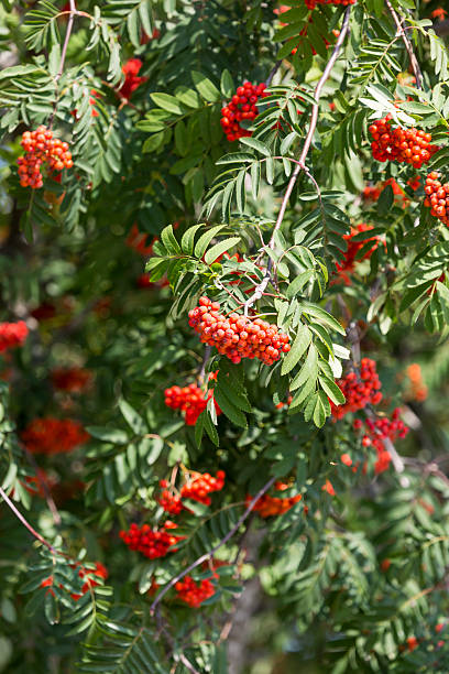 istock Prunus serotina red fruits twigs, clusters sag on tree 628137620