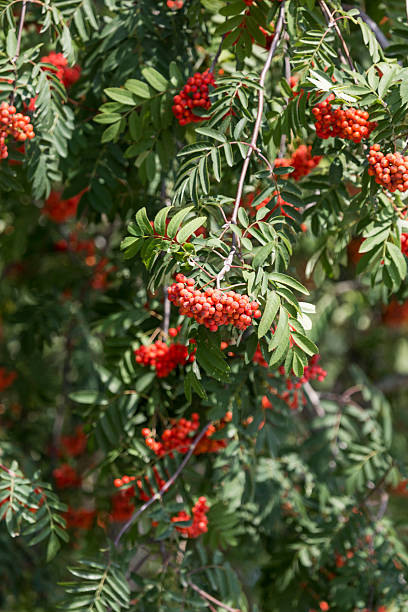 istock Prunus serotina red fruits twigs, clusters sag on tree 628137706