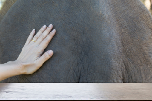 Asian Elephant Animal, Elephas maximus, Endanger Mammal, Proboscidea, Elephantidae, curled up trunk.