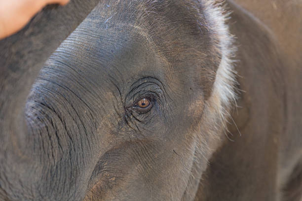 istock eye of young asian elephant 628140082