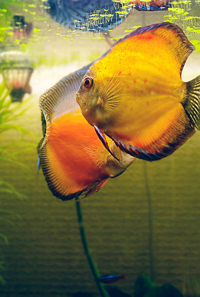 bright fish in the aquarium two Discus fish in the aquarium two Discus fish- Symphysodon aequifasciatus symphysodon aequifasciatus stock pictures, royalty-free photos & images