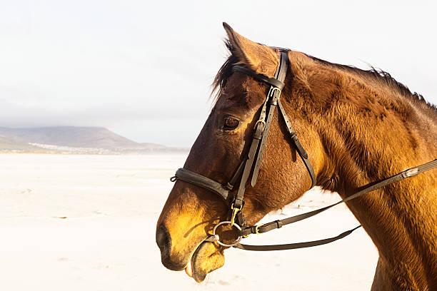 istock Bridled horse on beach with distant headland 628146946