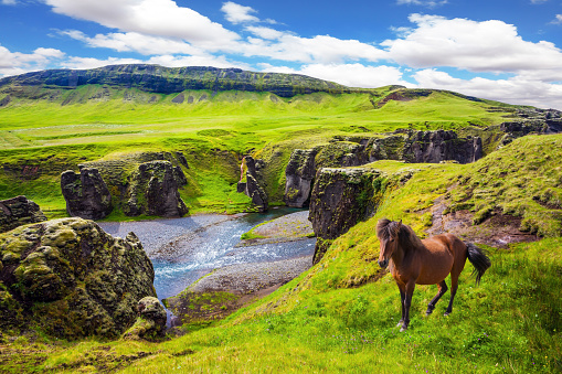 The canyon in Iceland. The Icelandic Tundra in July. Thoroughbred horse grazes on a cliff. Bizarre shape of cliffs surround the stream with glacial water