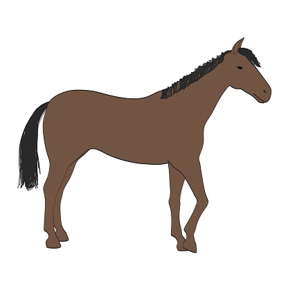 2d cartoon illustration of horse