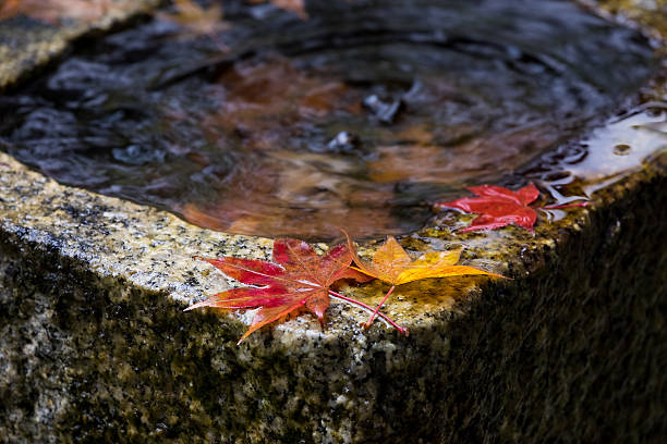 maple in autumn, Kyoto, Japan