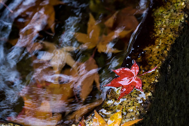 maple in autumn, Kyoto, Japan